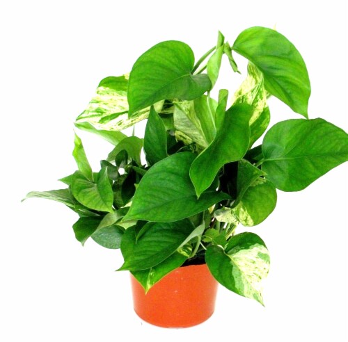Pothos Hanging Basket Perspective: front