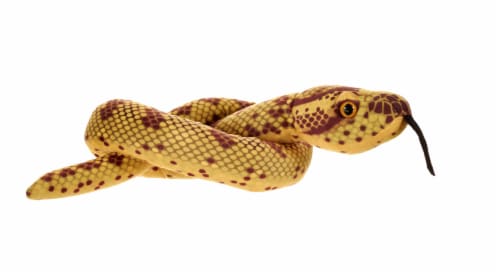 Anaconda stuffed animal shop