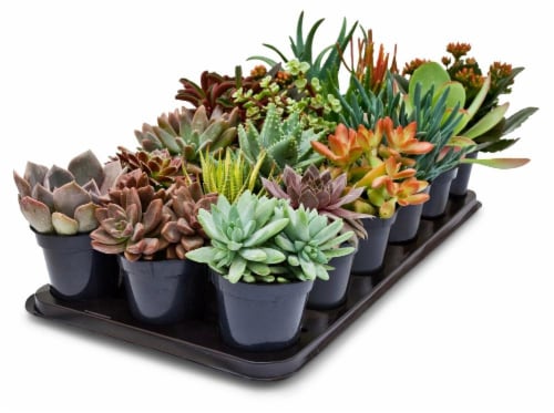 Altman Plants Succulent Assortment Perspective: front
