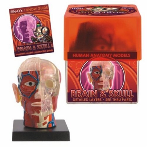 Tedco Toys 32370-BRA Bio Signs Brain And Skull Anatomy Model Perspective: front