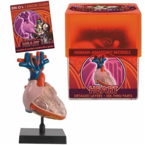 Tedco Toys 32370-HEA Bio Signs Heart Anatomy Model Perspective: front