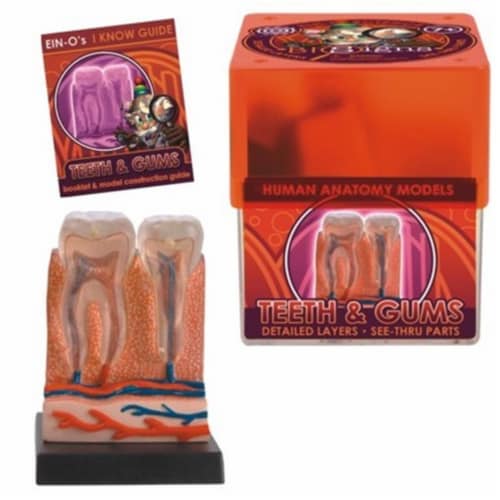 Tedco Toys 32370-TEE Bio Signs Teeth And Gums Anatomy Model Perspective: front