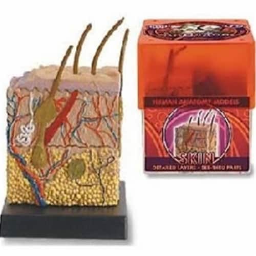 Tedco Toys 32370-SKI Bio Signs Skin Anatomy Model Perspective: front