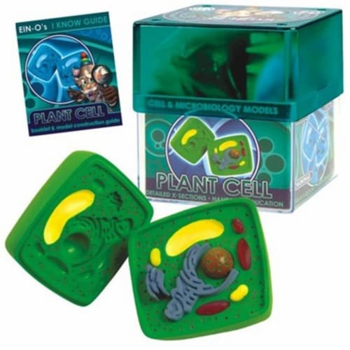 Tedco Toys 32371-PLA Bio Signs Plant Cell Model Perspective: front