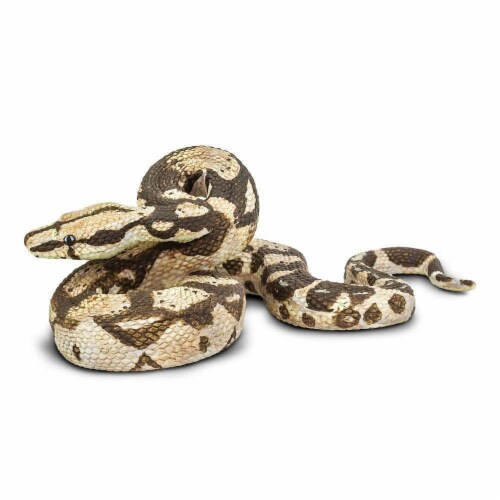 Boa Constrictor Perspective: front
