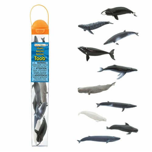 Whales TOOB Perspective: front