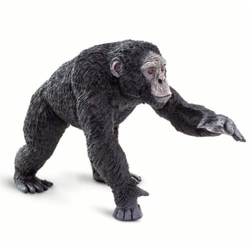 Chimpanzee Perspective: front