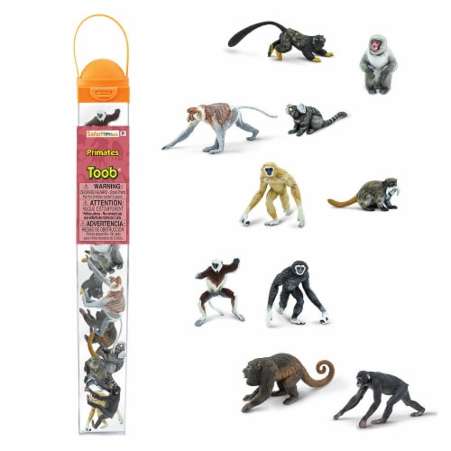 Primates TOOB Perspective: front
