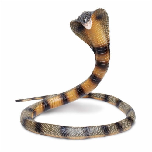 Cobra Perspective: front