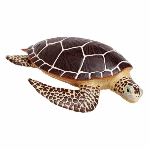 Sea Turtle Perspective: front