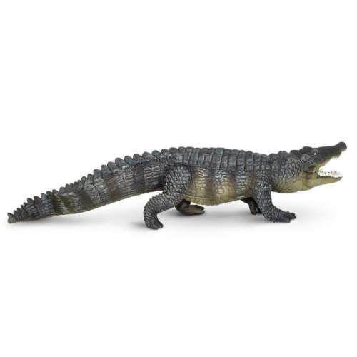 Saltwater Crocodile Perspective: front