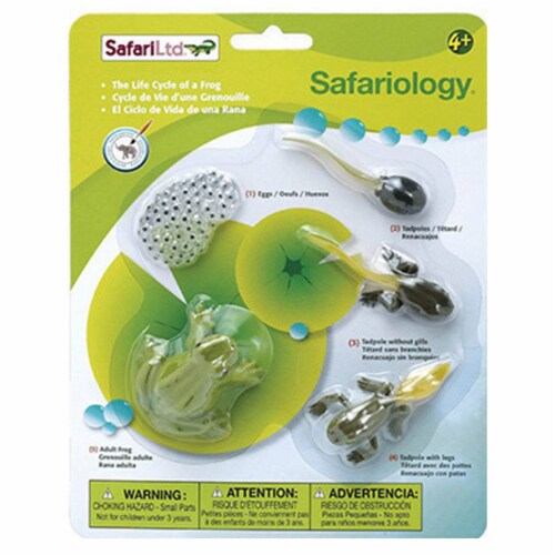 Life Cycle of a Frog Set Safari Ltd, 1 Unit - Ralphs