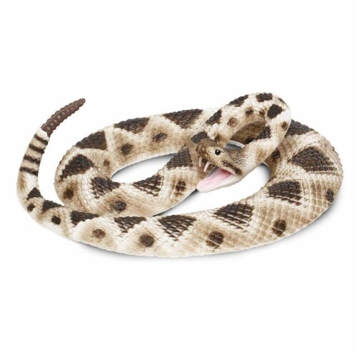 Eastern Diamondback Rattlesnake Perspective: front