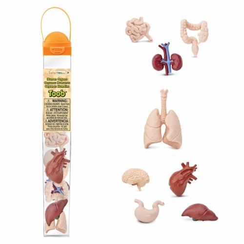 Human Organs TOOB Perspective: front