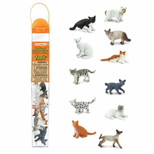Domestic Cats TOOB Perspective: front