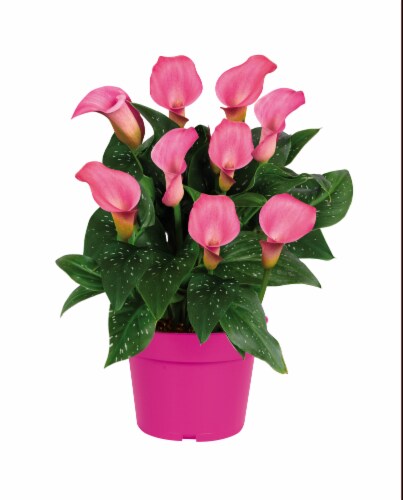 Holland Calla Lily Bulb Grow Kit Perspective: front