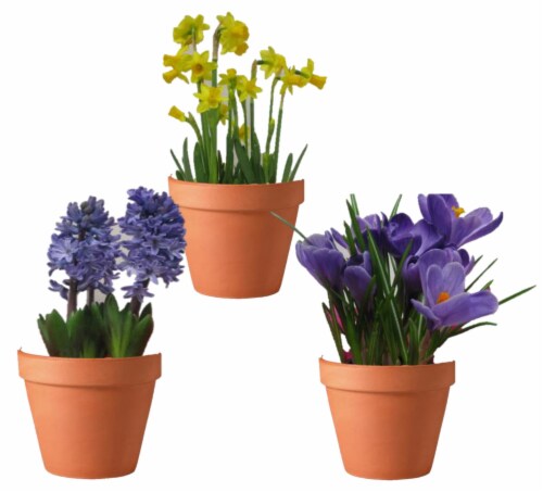 Red Oak Greenhouse Spring Assorted Bulbs in Clay Pot Perspective: front