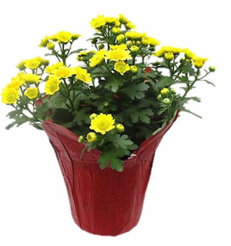 Red Oak Greenhouse Florist Mum Perspective: front