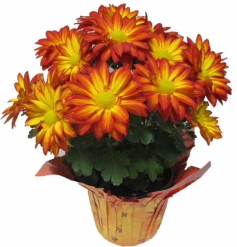Yellow & Orange Pelee Mums Perspective: front