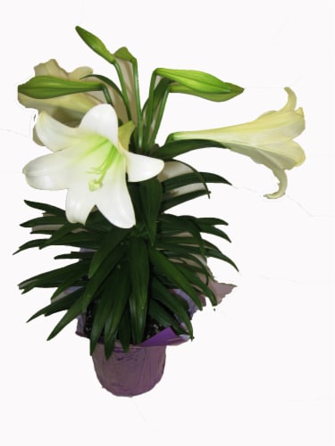 Easter Lily - 8 inch pot Perspective: front