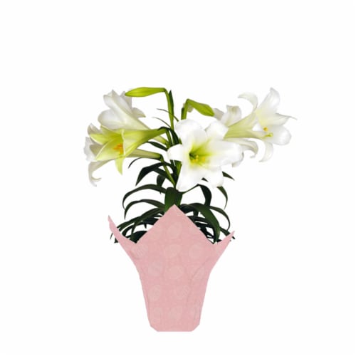 Fresh Easter Lily Plant in 6 inch pot Perspective: front