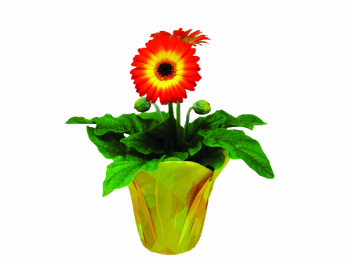 Rogh Gerbera Assorted Classic Flowering Plant Perspective: front