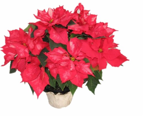 Red Oak Greenhouse Ice Punch Poinsettia Perspective: front