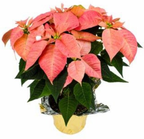 Red Oak Greenhouse Princettia Pack Poinsettia Perspective: front