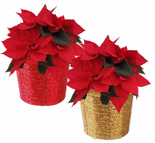 Red Poinsettia with Red / Gold Pot Perspective: front