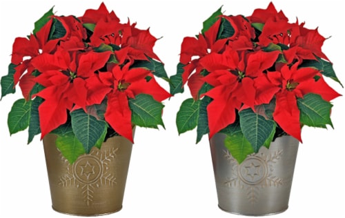 Poinsettia in Galvanized Tin Assorted Potted Plant Perspective: front
