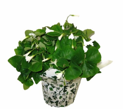 Oxalis Potted Plant Perspective: front