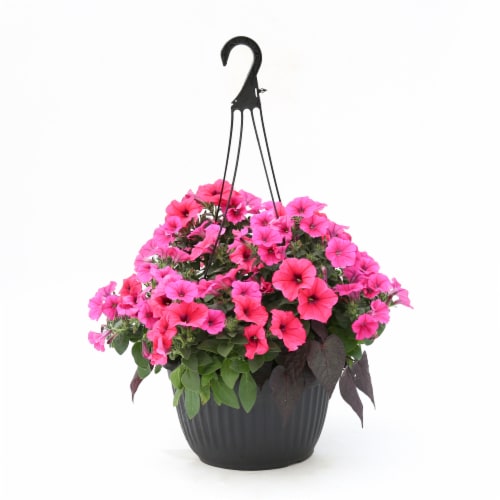 Fresh Live Petunias Flowers in 12 inch Hanging Basket Perspective: front