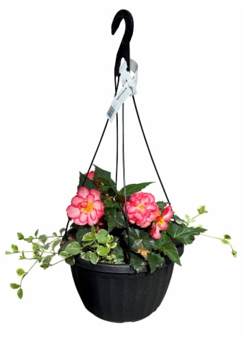 Fresh Live Begonia in Hanging Basket Perspective: front