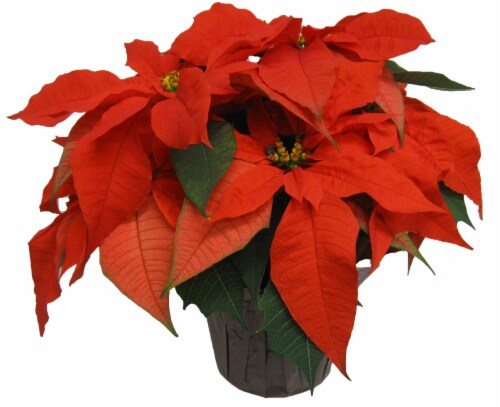 Golden Glow Poinsettia - Red Perspective: front