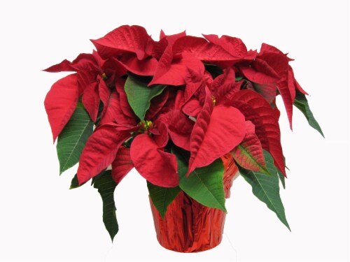 Potted Poinsettia Plant - Red Perspective: front