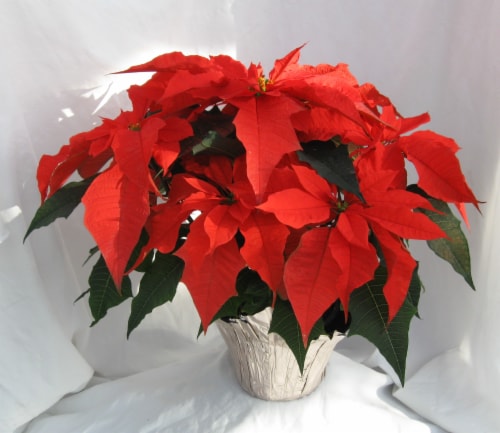Autumn Leaves Poinsettia Plant Perspective: front