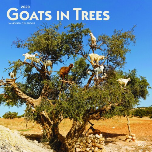 2020 Goats in Trees 16-Month Wall Calendar by BrownTrout Perspective: front