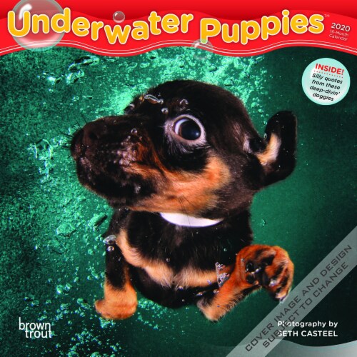 2020 Underwater Puppies 16Month Mini Wall Calendar by BrownTrout, 7 x