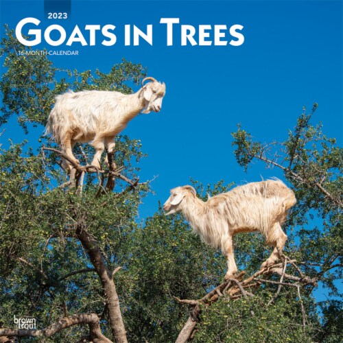 BrownTrout 2023 Goats in Trees Wall Calendar Perspective: front
