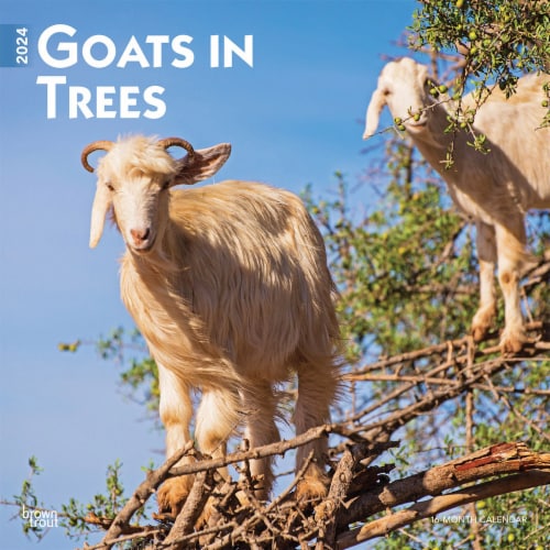 BrownTrout 16 Month Goats in Trees 2024 Calendar Perspective: front