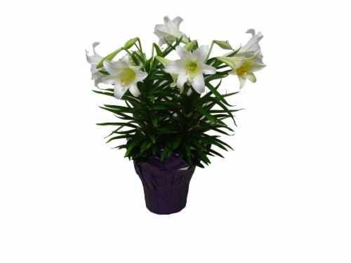 Double Easter Lily - 8 inch pot Perspective: front