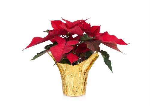 Fresh Red Poinsettia Plant in 4.5 inch Foil Covered pot Perspective: front