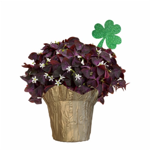 Shamrock Potted Plant Perspective: front