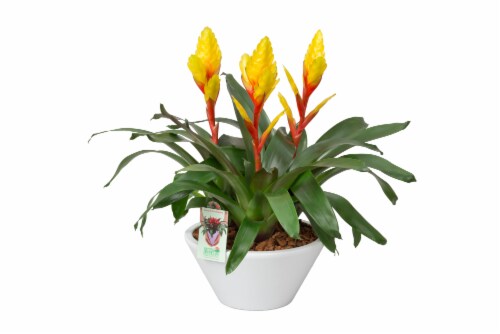 Bromeliad in Ceramic Pot Perspective: front