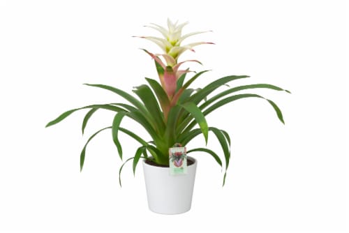 Bromeliad in Ceramic Pot Perspective: front