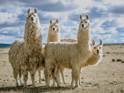 Crystal Art Gallery Wall Decor - Llama Herd Perspective: front