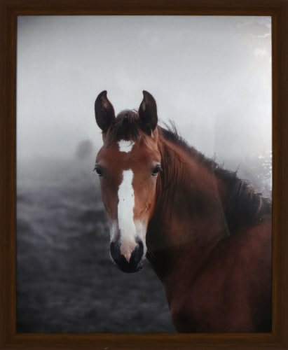 Crystal Art Gallery Highland Horse Head Framed Decor Perspective: front