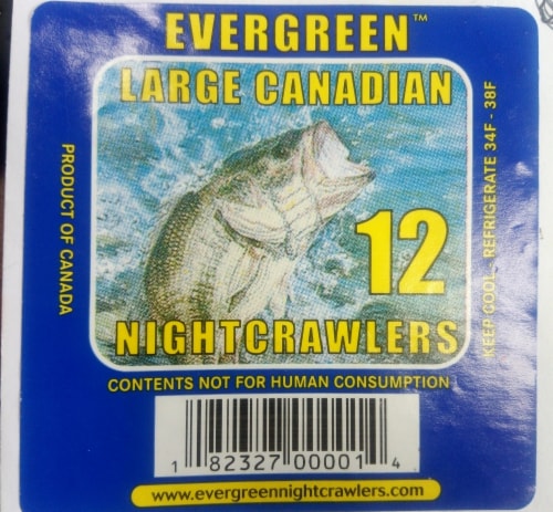 Evergreen Nightcrawler Worms Perspective: front