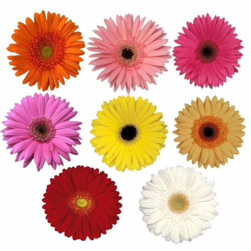 Gerbera Daisies Bunch Perspective: front