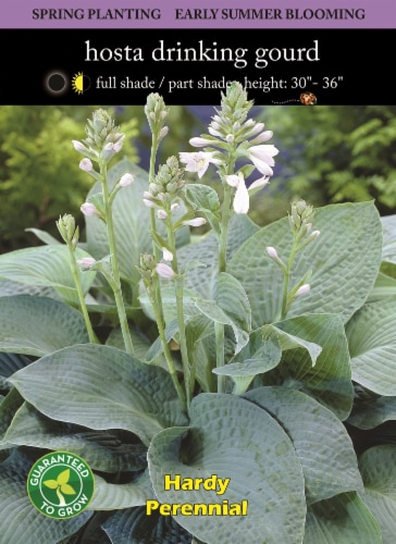 Hosta Drinking Gourd Bulb Sets Perspective: front